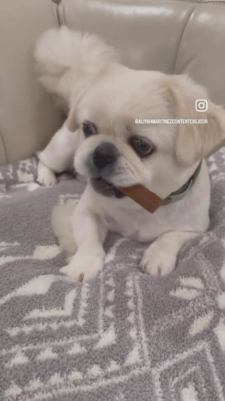 WINPRO Functional Dental Stix For Dogs. Plasma Powered Dental Dog Chew Sticks That Promotes Gum and Peridontal Health #winpro #winpropets #winprosupplements

#LTKFamily #LTKHome #LTKPets