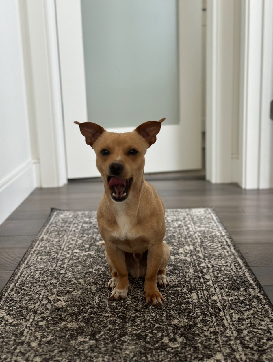 Petey loves our hallway rug too 🐾 last day of the target circle week sale! Linking my favorite rugs ☺️

#LTKHome #LTKSaleAlert #LTKSummerSales