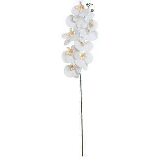 Cream Moth Orchid Spray by Ashland® | Michaels Stores