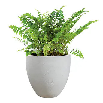 allen + roth Round 22.6-in W x 22.6-in L x 21.34-in H Pietra White Resin Indoor/Outdoor Planter L... | Lowe's