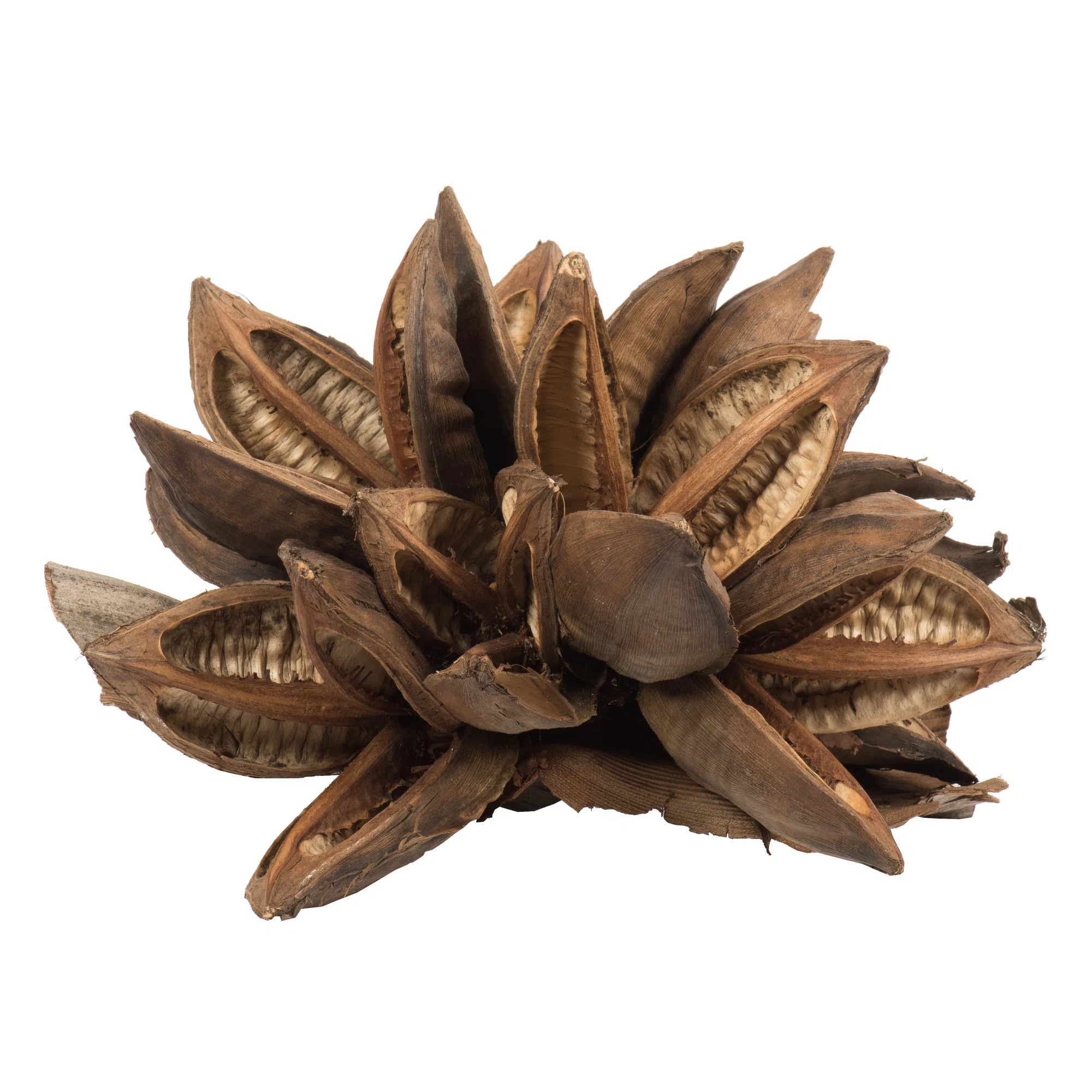 Vickerman All Natural Star Pod, Extra Large, Dried 8'' Star Pod | Wayfair North America