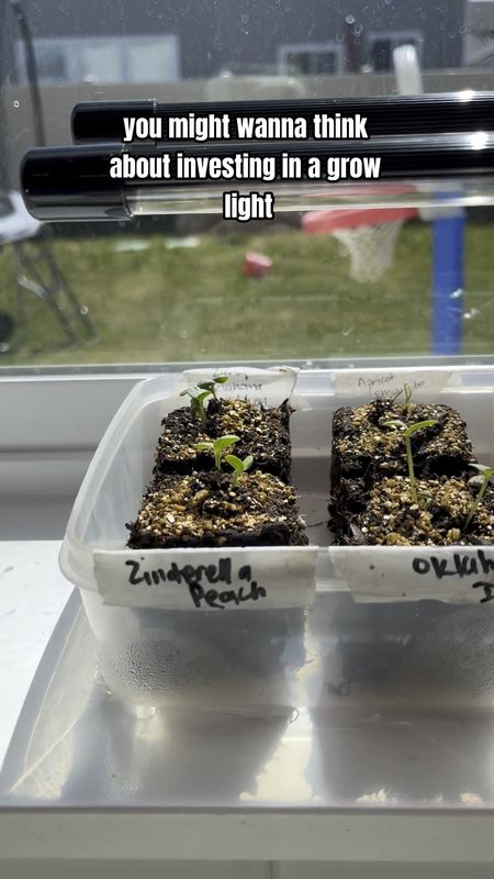 Affordable grow light that I’m hoping does the trick to help my little seedlings grow strong. Be sure to clip the coupon!

#LTKsalealert #LTKSeasonal #LTKhome