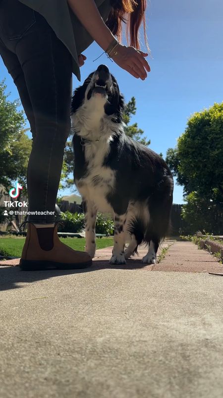 Hands In Challenge

Green Shirt: Small
Lucky Jeans: 27
Blundstones: Crazy Horse
5’3

Pets
Dogs
Travel Outfit
Granola Aesthetic
Border Collie
Outdoorsy Style

#LTKFindsUnder50 #LTKTravel #LTKVideo