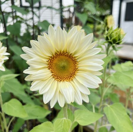 White sunflower 🌻 Procut White Lite #flowers #gardening 

#LTKSeasonal