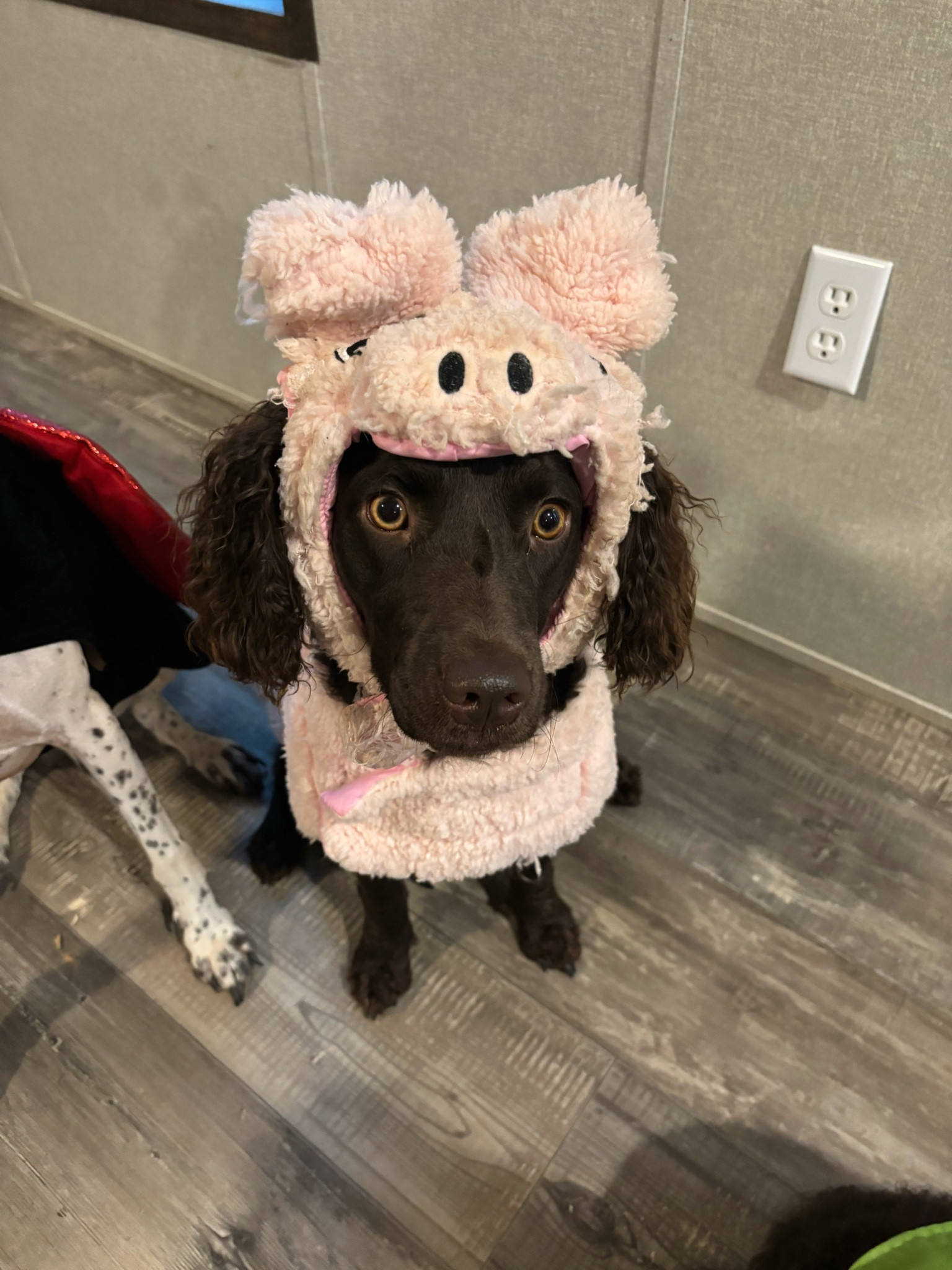 dog halloween costume!!🐽🐷

#LTKHalloween #LTKSeasonal