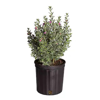 Costa Farms 2 -Gallon Texas Sage Flowering Shrub 1 -Pack Lowes.com | Lowe's