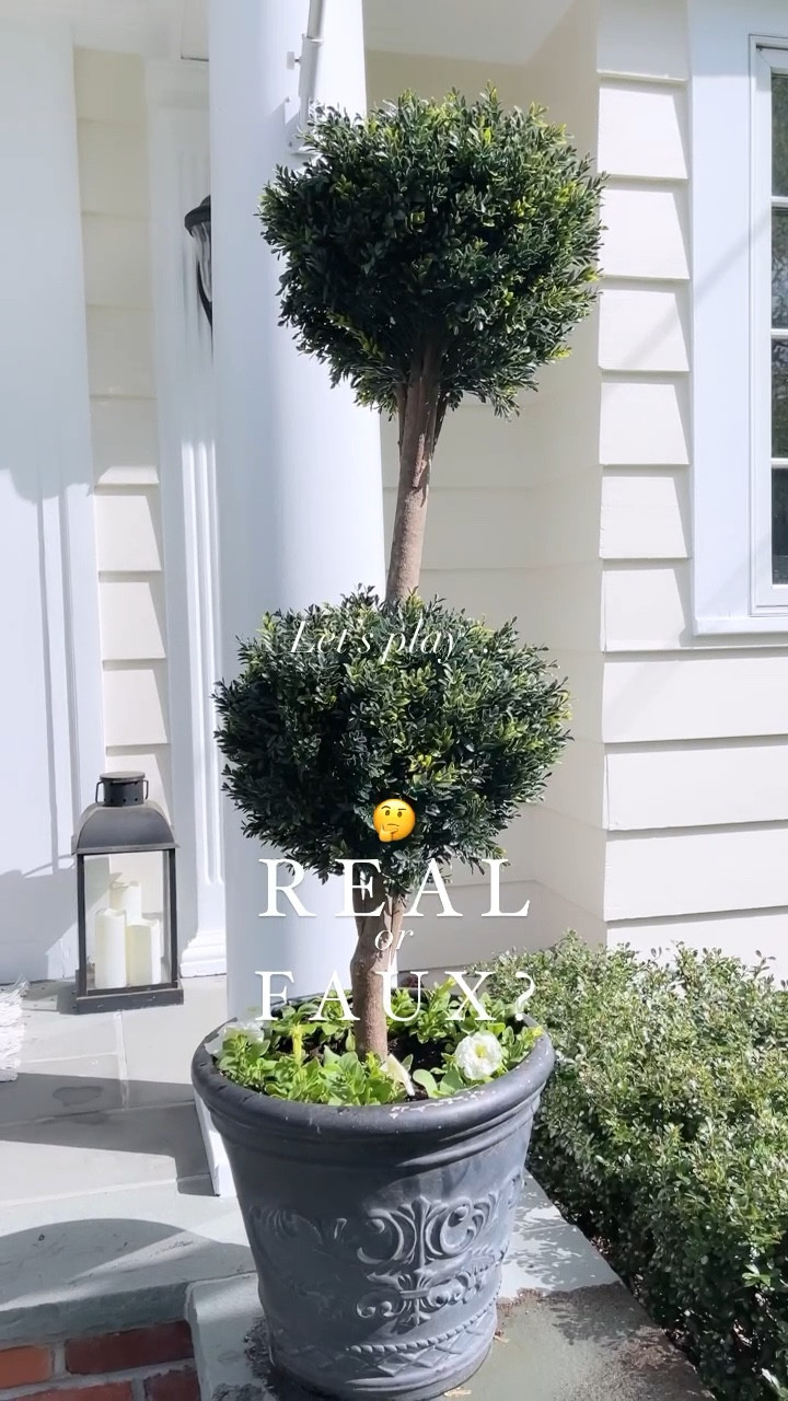 Did you guess right?! 🤣 I am AMAZED by the quality and realness of these faux boxwood topiaries!! 😍🤯🙌🏻 I went to a local plant nursery to check out real ones and was not thrilled by the price tag…or the fact that they only had 2 available 😭

I’m so glad I found these on Amazon! 👏🏻👏🏻👏🏻 Plus they come in a pack of 2 and are on sale now for less than what I paid!!! They are so pretty in person…the bark looks amazing and I liked that the bushes weren’t perfectly round…looks super natural to me!

Paired it with some real white petunias I grabbed from Home Depot and was able to achieve the look I was hoping for! What do you think?! Comment “SHOP” to get links to everything shown in this reel! 

#ltkhome #amazon #amazonfinds #planter #porchdecor #traditionalhome 

#LTKsalealert #LTKFind #LTKSeasonal