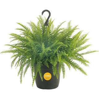 Costa Farms Boston Fern Indoor/Outdoor Plant in 10 in. Hanging Grower's Pot, Avg. Shipping Height... | The Home Depot