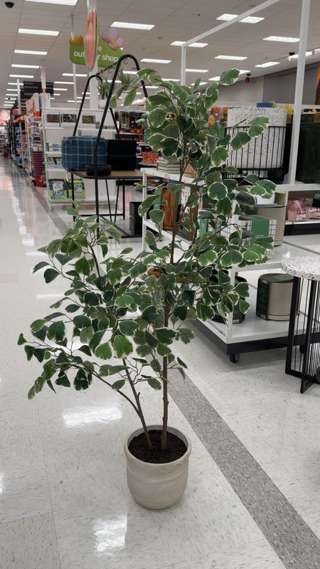 Love this designer looking faux tree for less! By Studio McGee for Target this potted tree is gorgeous for elevated home decor - 55” inches talll

#LTKhome #LTKSeasonal