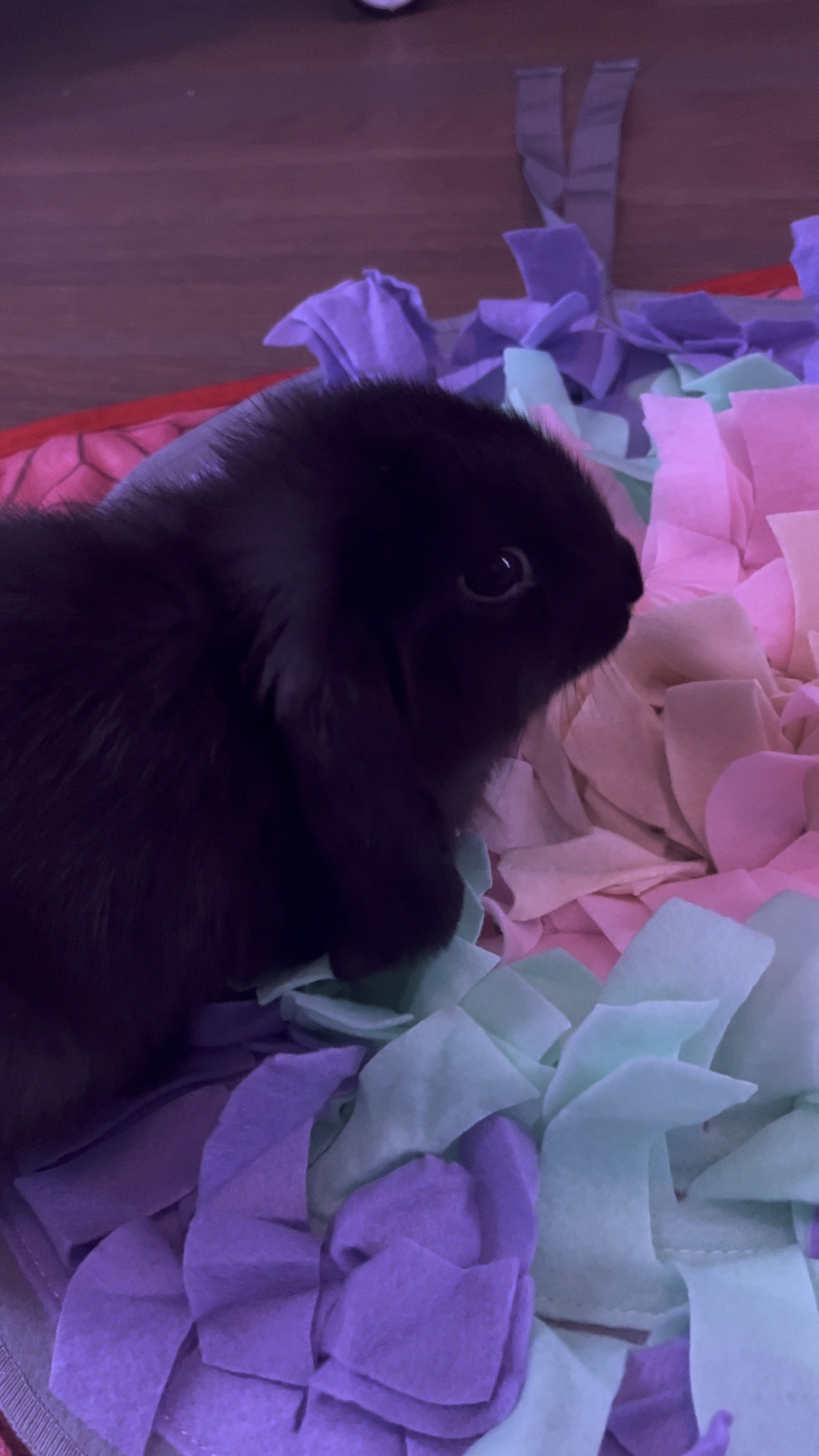 🐰 time to dig 🐰 Kite loves his new snuffle mat from Amazon! He could dig in this for treats for hours 🤭🖤

#LTKfindsunder50 #LTKfamily #LTKhome