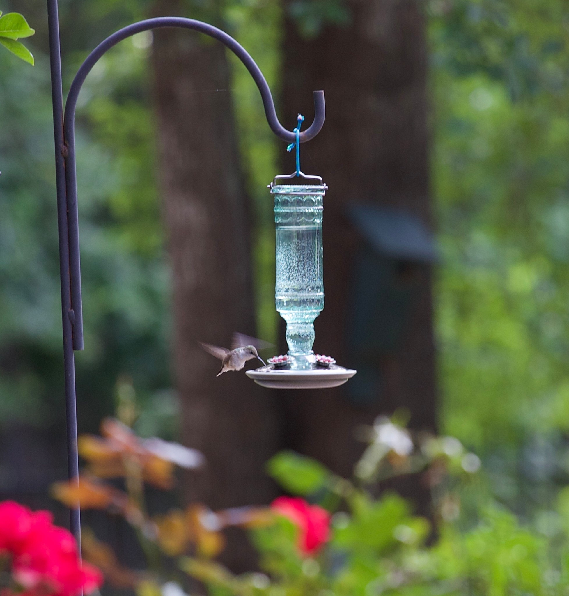 Hummingbird feeder 
Hummingbird food 
Garden iron hook 
Mother’s Day gift 


#LTKGiftGuide #LTKHome