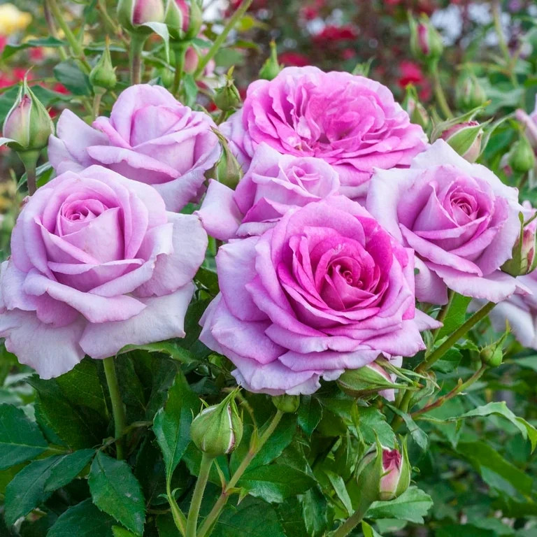 Gurney's Life's Little Pleasures 24-36" Lavender Miniature Rose Live Plants in Bare Root | Walmart (US)