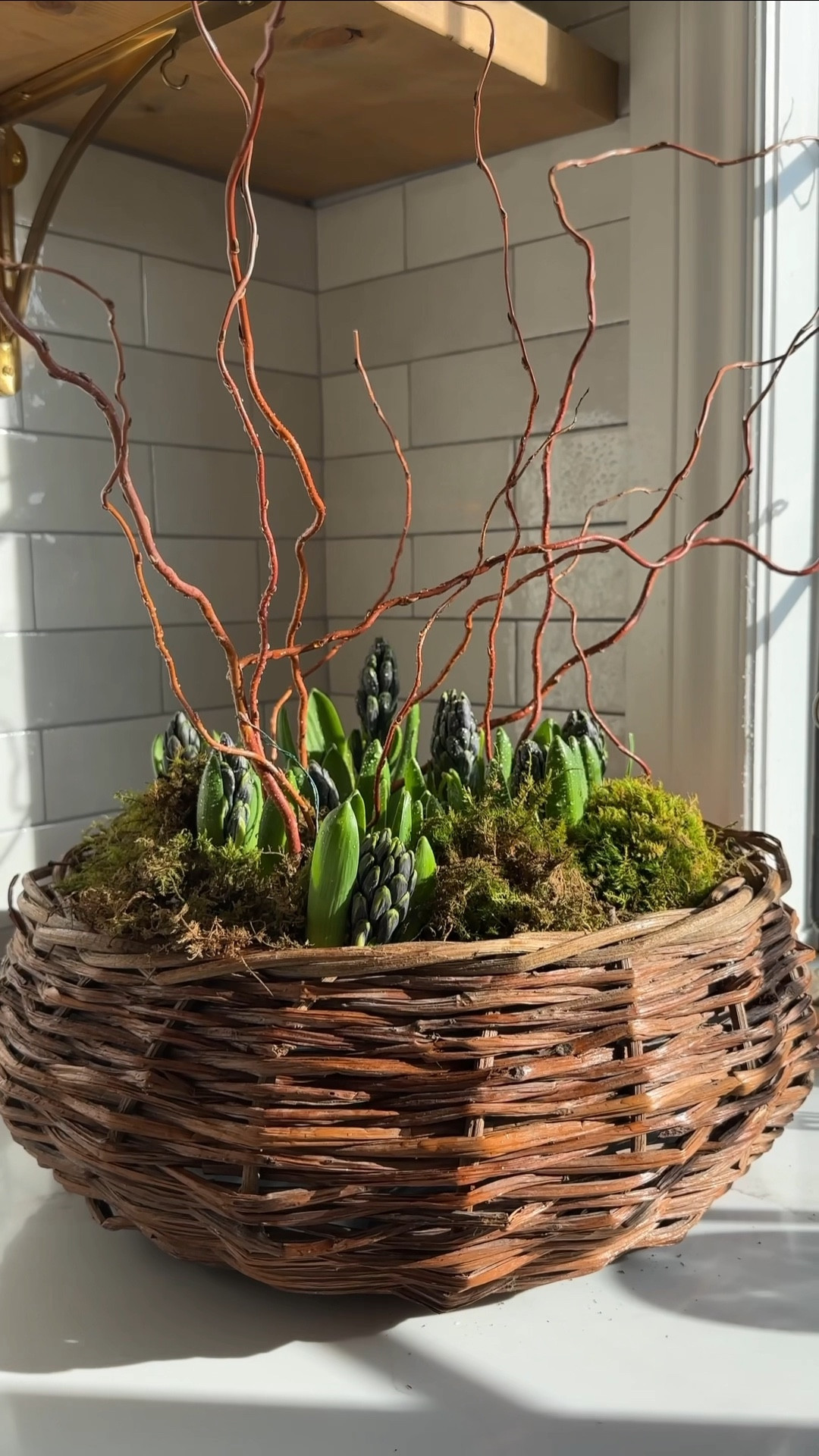 Hyacinth 🪻 Spring Centrepiece I found this basket at the flea market and knew what I wanted to do with it immediately! This centrepiece is the perfect way to welcome spring. The best part is it is will grow. You can plant the bulbs into your garden when you’re done enjoying it inside your home!

#LTKhome #LTKSeasonal #LTKVideo