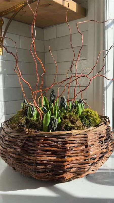 Hyacinth 🪻 Spring Centrepiece I found this basket at the flea market and knew what I wanted to do with it immediately! This centrepiece is the perfect way to welcome spring. The best part is it is will grow. You can plant the bulbs into your garden when you’re done enjoying it inside your home!

#LTKhome #LTKSeasonal #LTKVideo