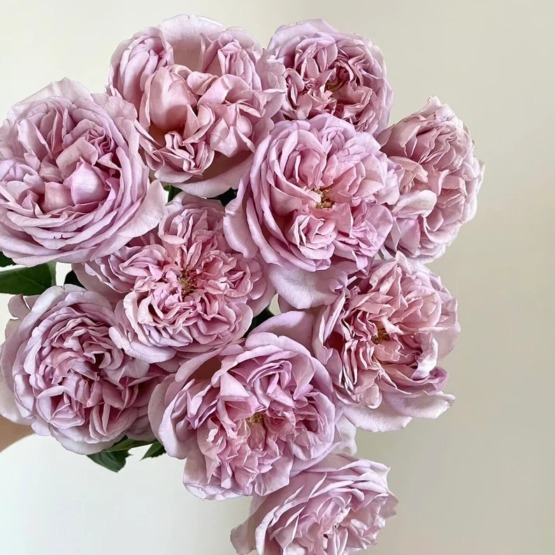 Chocolate Romantic 巧克力浪漫 | Etsy (US)