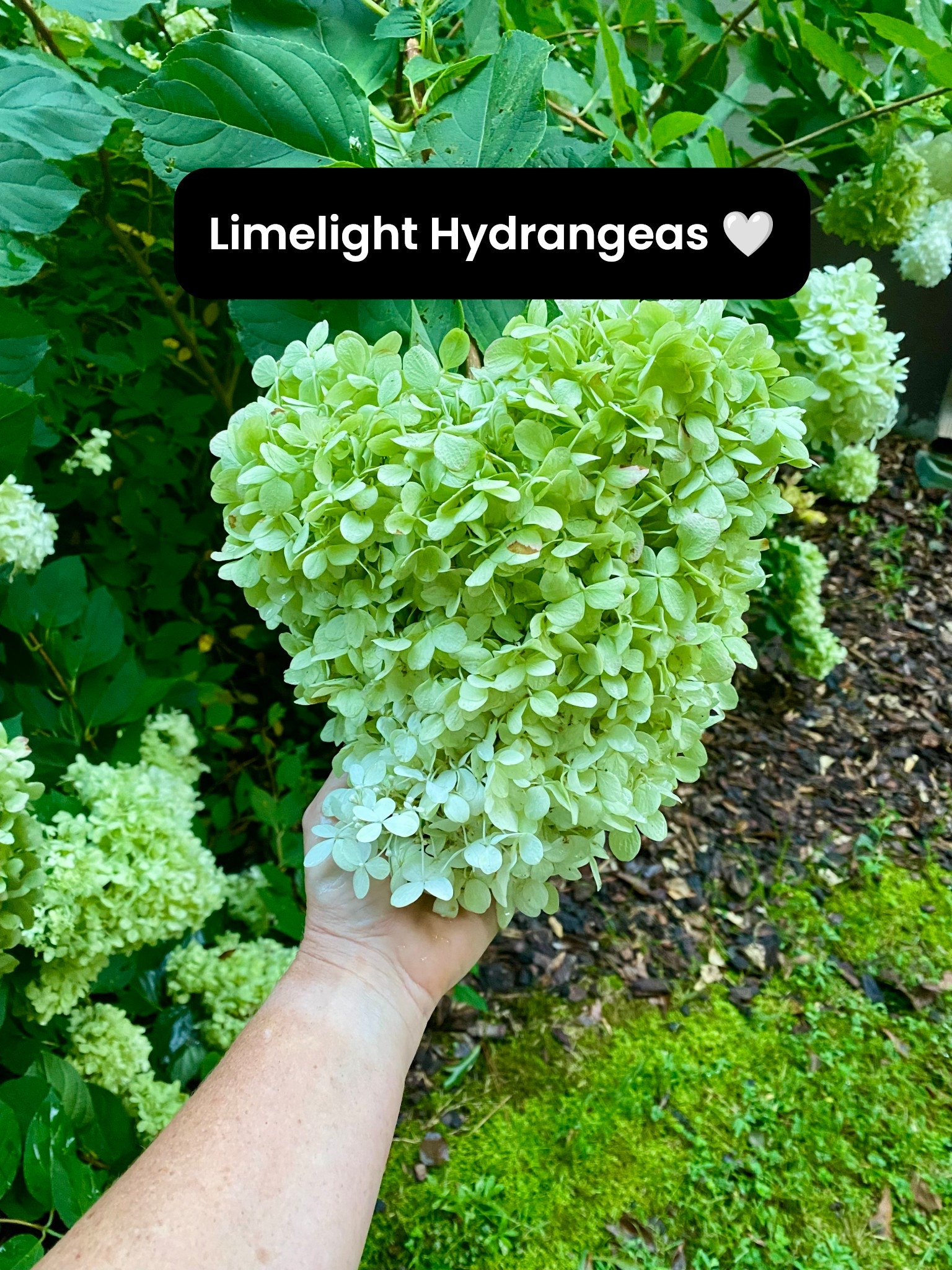 It’s almost hydrangea season 🤍.  If you don’t have the limelight variety in your yard, you’re missing out.  Look at these blooms! Blooms all summer and you have more cut flowers than you can possibly use.  


#LTKdayinmylife #LTKHome #LTKSeasonal