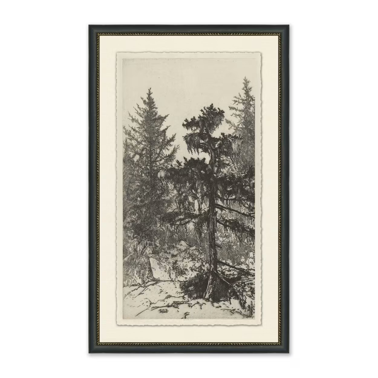 Tall Trees II | Magnolia