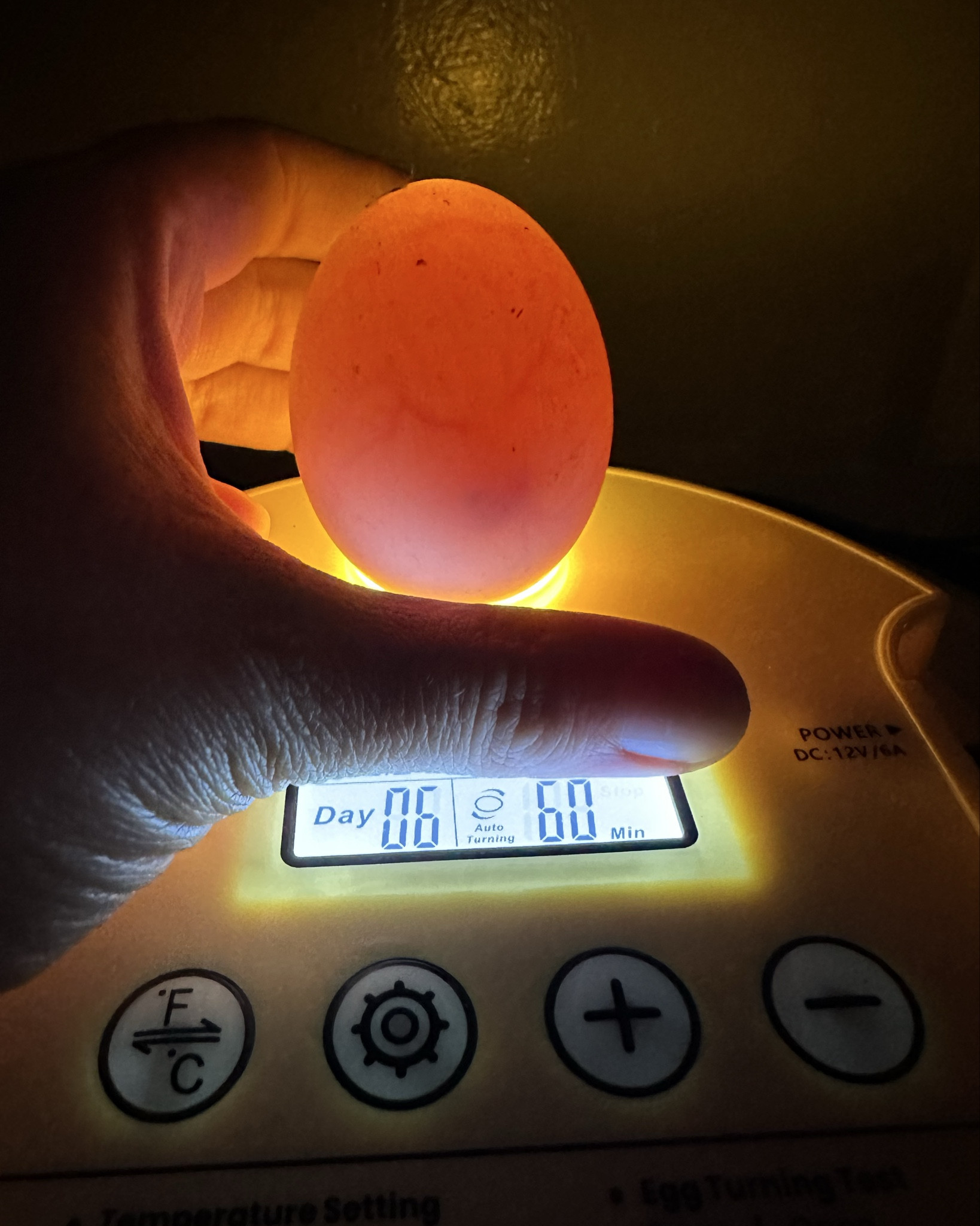 So far we love this incubator for our duck eggs all 18 are fertile and looking healthy at day 8! 

It comes with the candling light on top and digital display of the temperature and humidity levels. 

Automatic egg turner rotates eggs every 2 hours and stops the last 4 days depending on what you are hatching. Settings are so easy to set for the number of days whether you are hatching quail duck geese or chicken eggs that depends on lockdown days so truly easy and almost hands off system!

Dual AB humidity trays with external water bottles make refilling easy and convenient.

#LTKSeasonal #LTKSpringSale #LTKSaleAlert