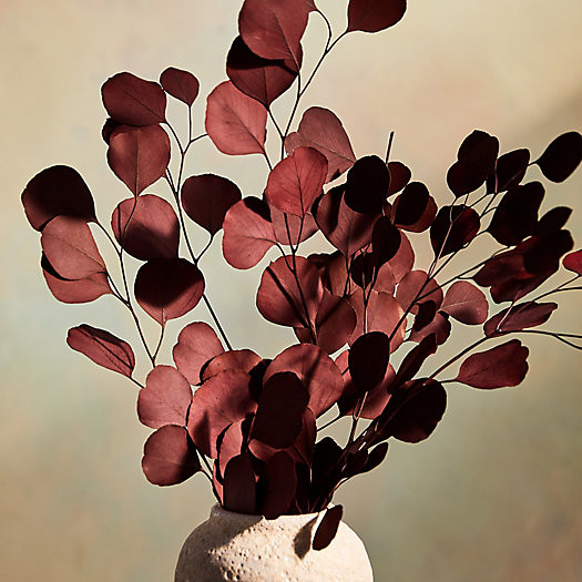 Preserved Populus Eucalyptus Bunch | Terrain