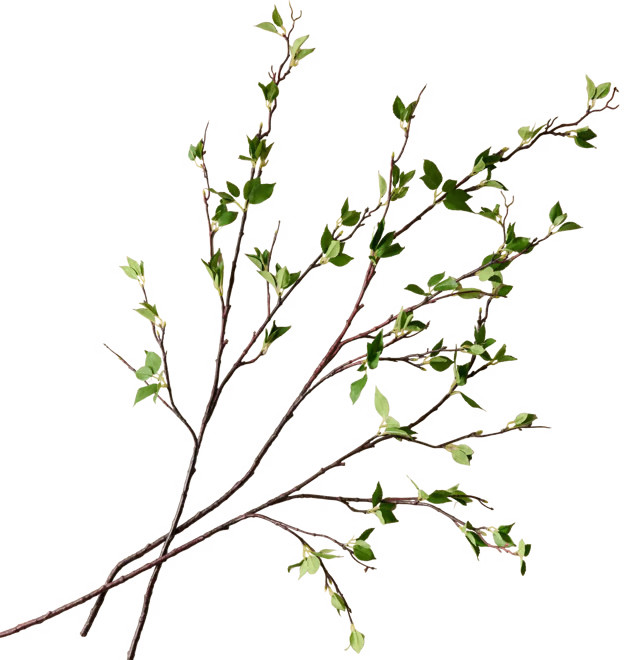 Green Leaf Branch | Magnolia