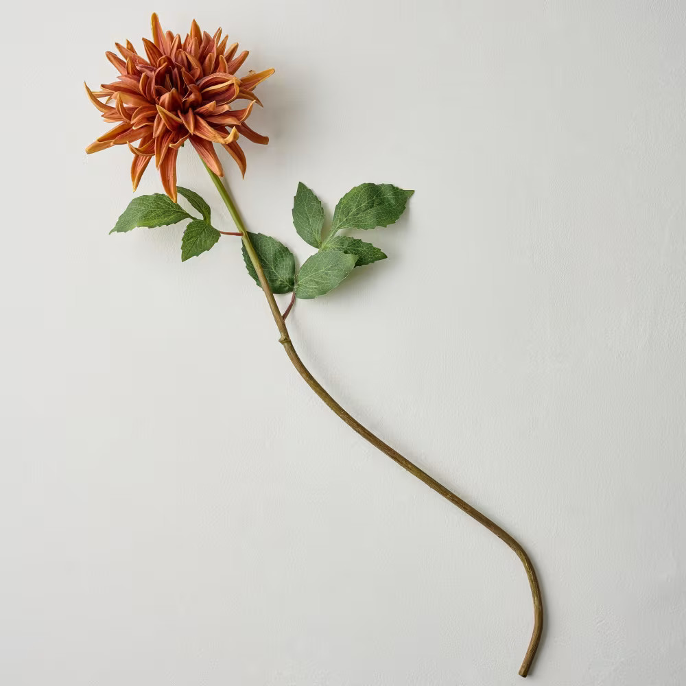 Autumnal Dahlia | Magnolia