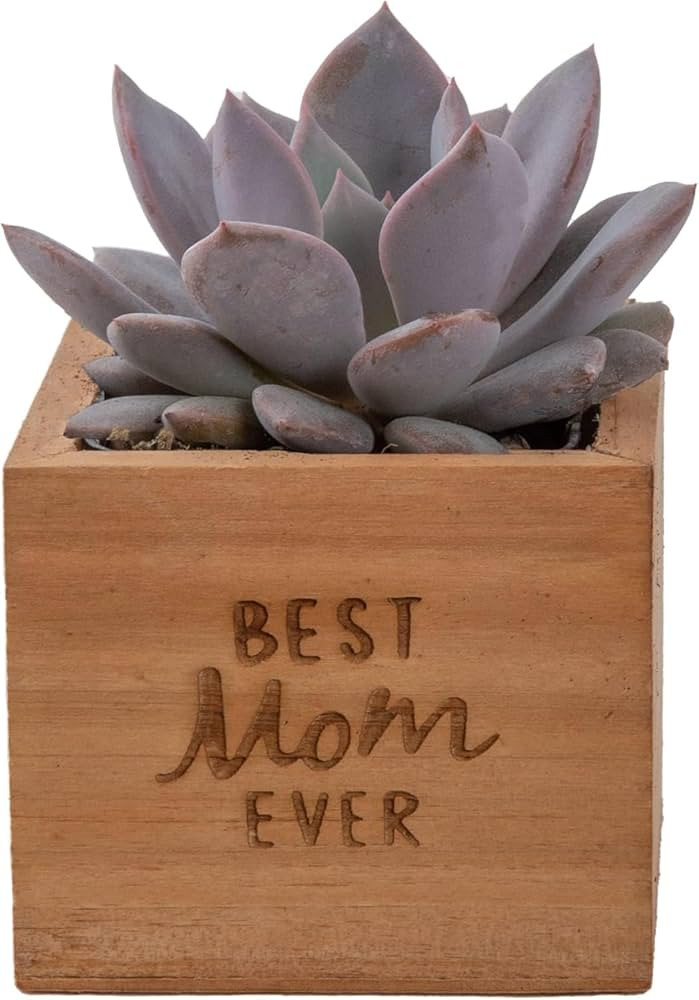 Costa Farms Echeveria, Mini Succulent Plant in Best Mom Ever Wood Decor Planter, Live Indoor Hous... | Amazon (US)