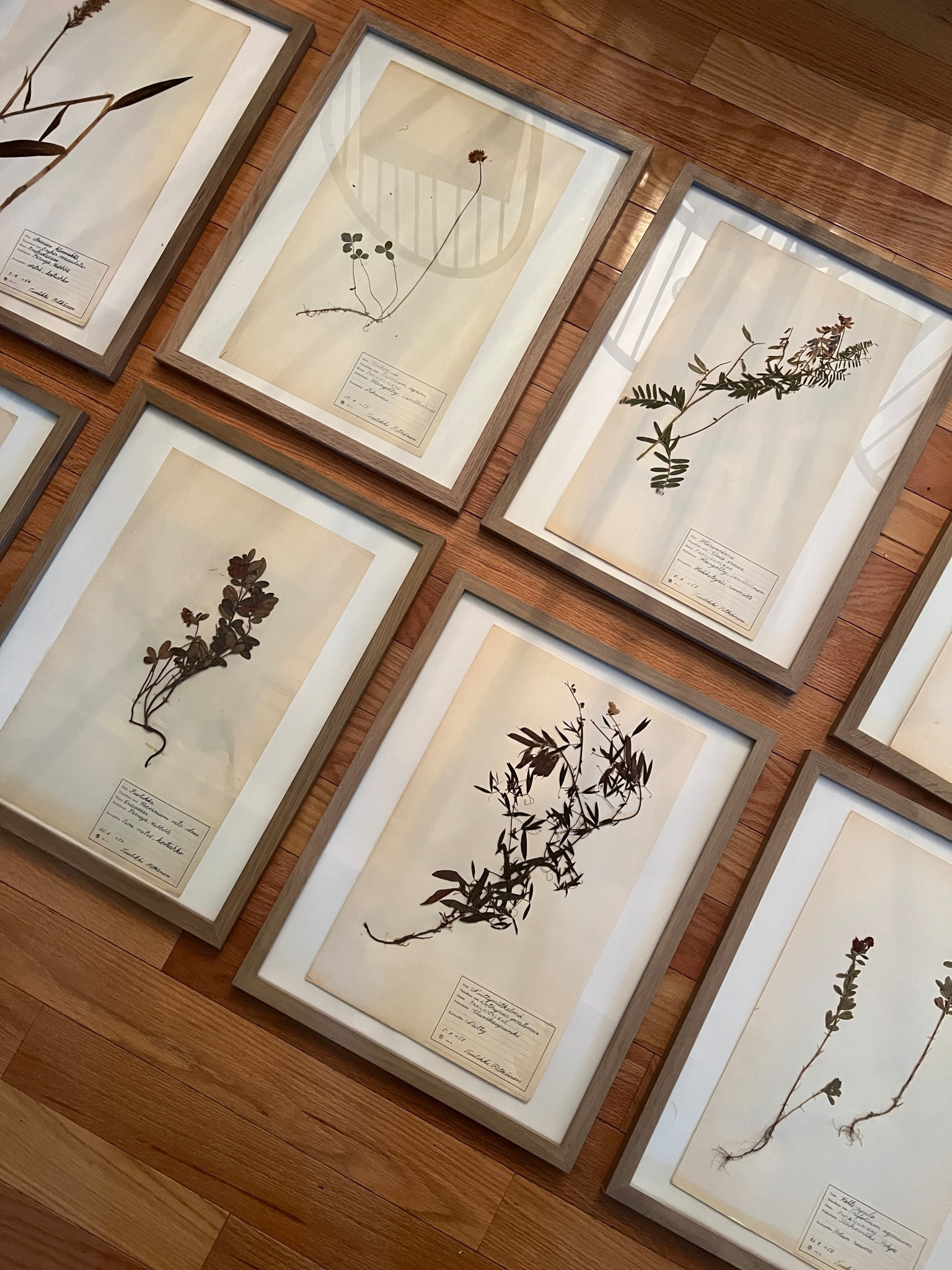 Herbarium art
DIY art
Gallery wall 
Vintage art 



#LTKHome