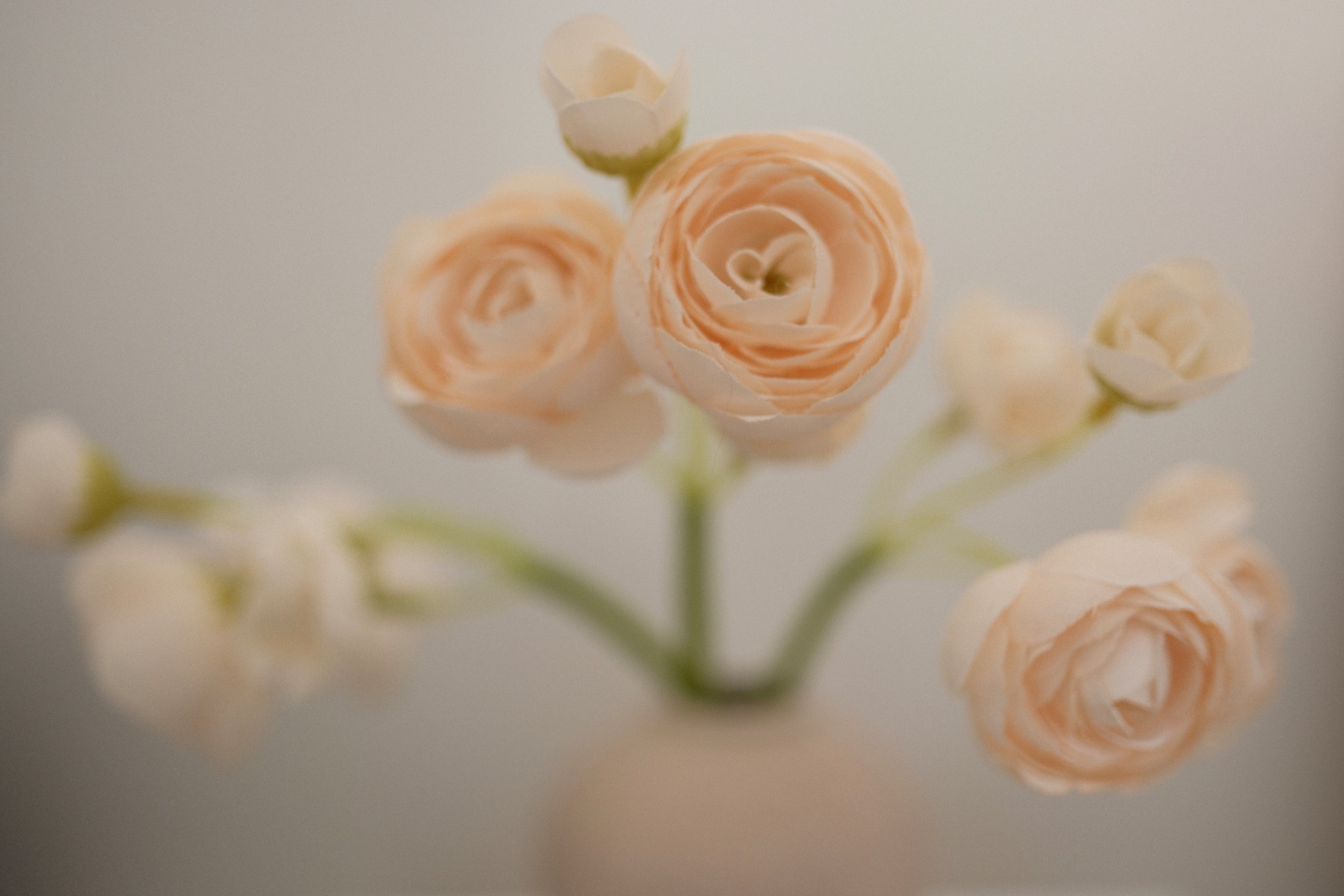 ranunculus 🤍

Faux flowers | faux floral arrangement | fake flowers | fake floral arrangement | ranunculus flowers | home decor | 

#LTKFindsUnder50 #LTKStyleTip #LTKHome