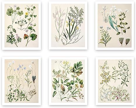 Vintage Botanical Prints | Forest Plants by Ink Inc. | Wildflower Leaves Floral Wall Art | Set of... | Amazon (US)