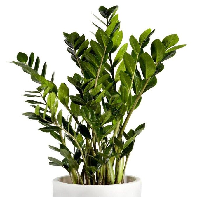 National Plant Network 1-in Zz Plant in Plastic Pot (Houseplant) | Lowe's
