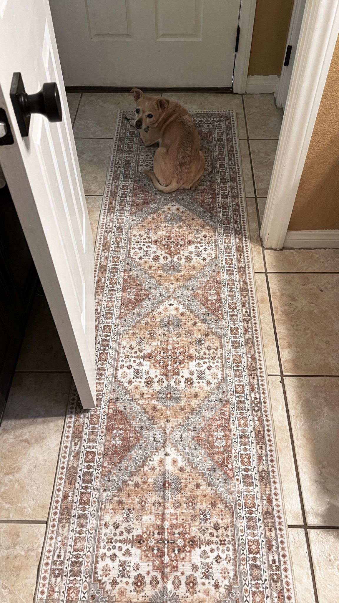 $20 rug // Amazon find // Runner rug // Hallway decor

#LTKHome #LTKFindsUnder50