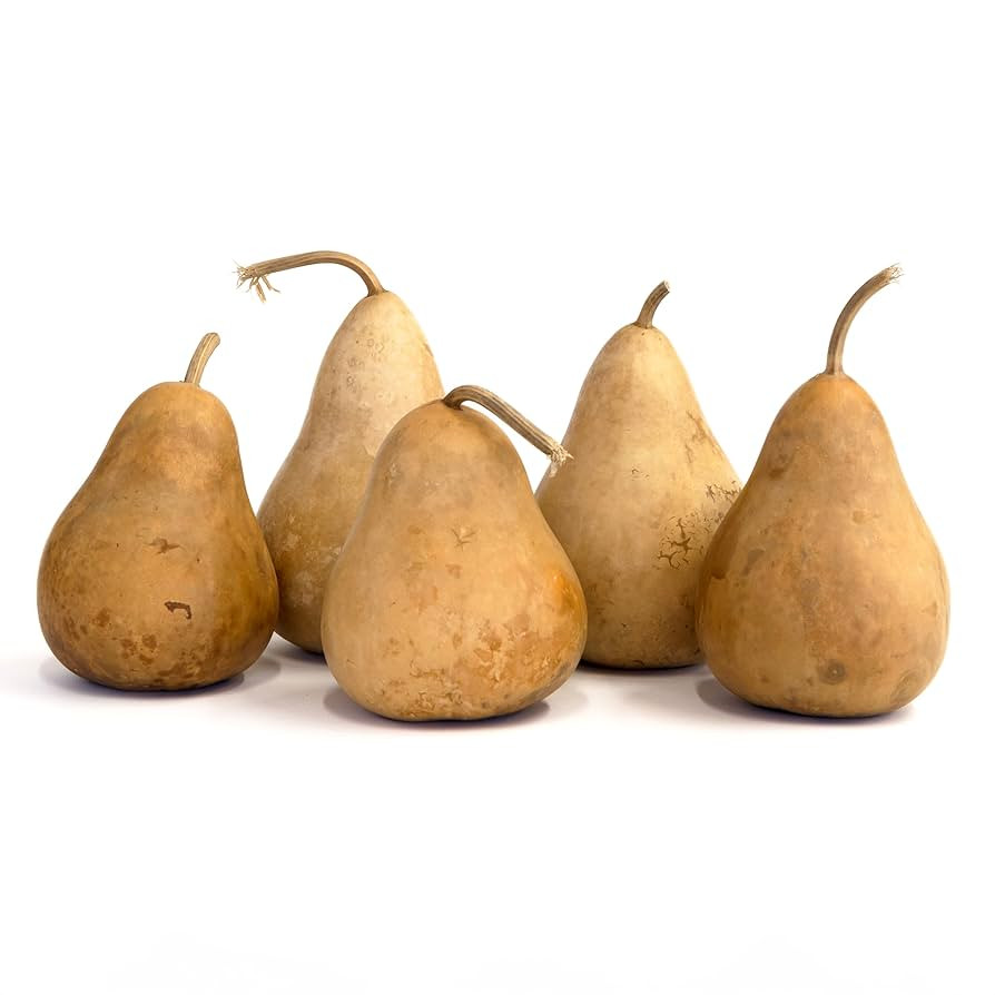 Box of 5 Dried Martin Gourds - 4 Inches in Diameter, Natural Dried Gourds for Crafts, Gourd Art, ... | Amazon (US)