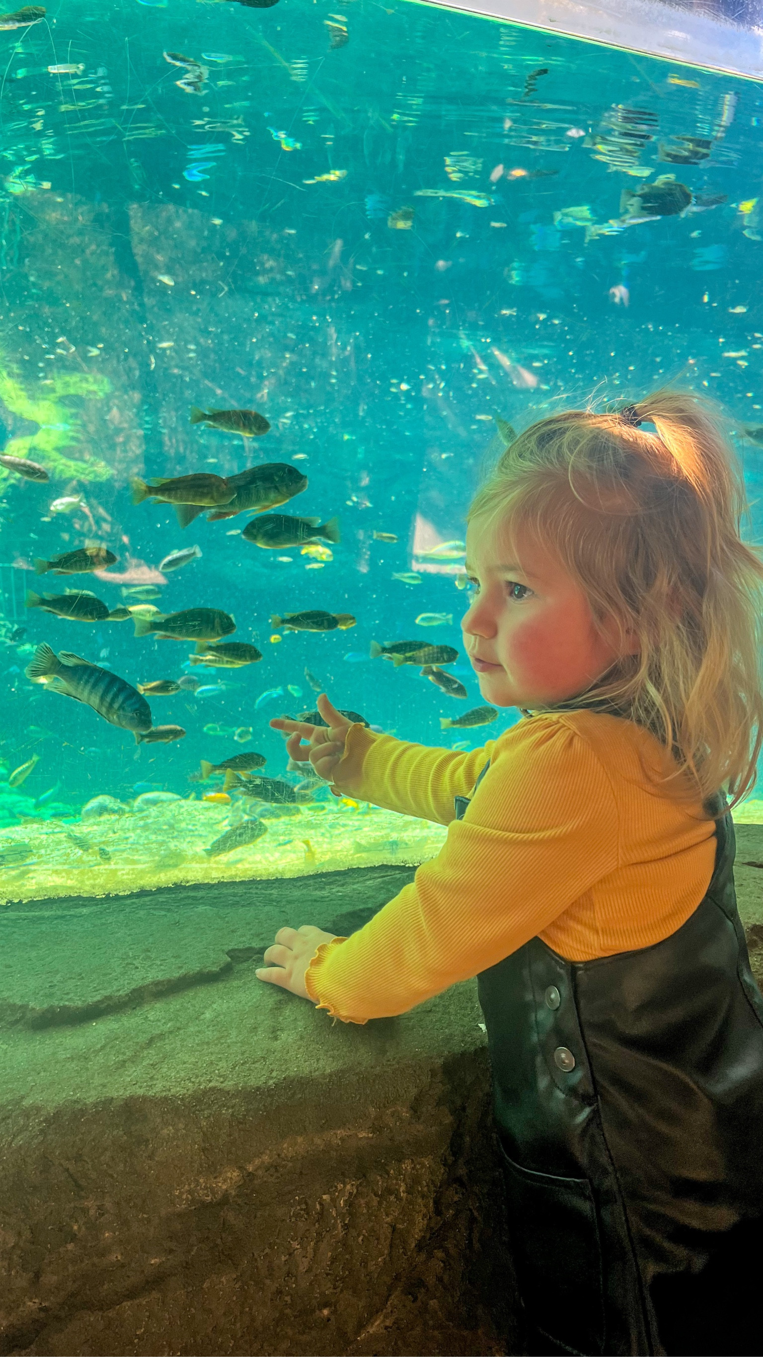 Cute outfit for the holidays coming up 

#LTKHoliday #LTKkids #LTKSeasonal