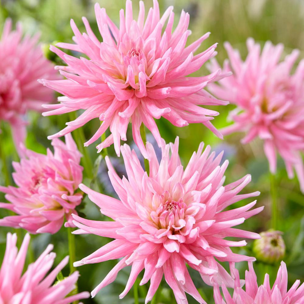 Van Zyverden Dahlias Mother's Day Pink Bulbs (Set of 7) 830911 - The Home Depot | The Home Depot