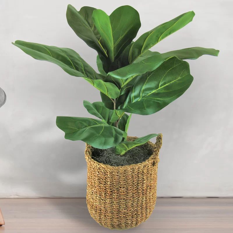 Fiddle Leaf Fig Plant in Basket | Wayfair North America