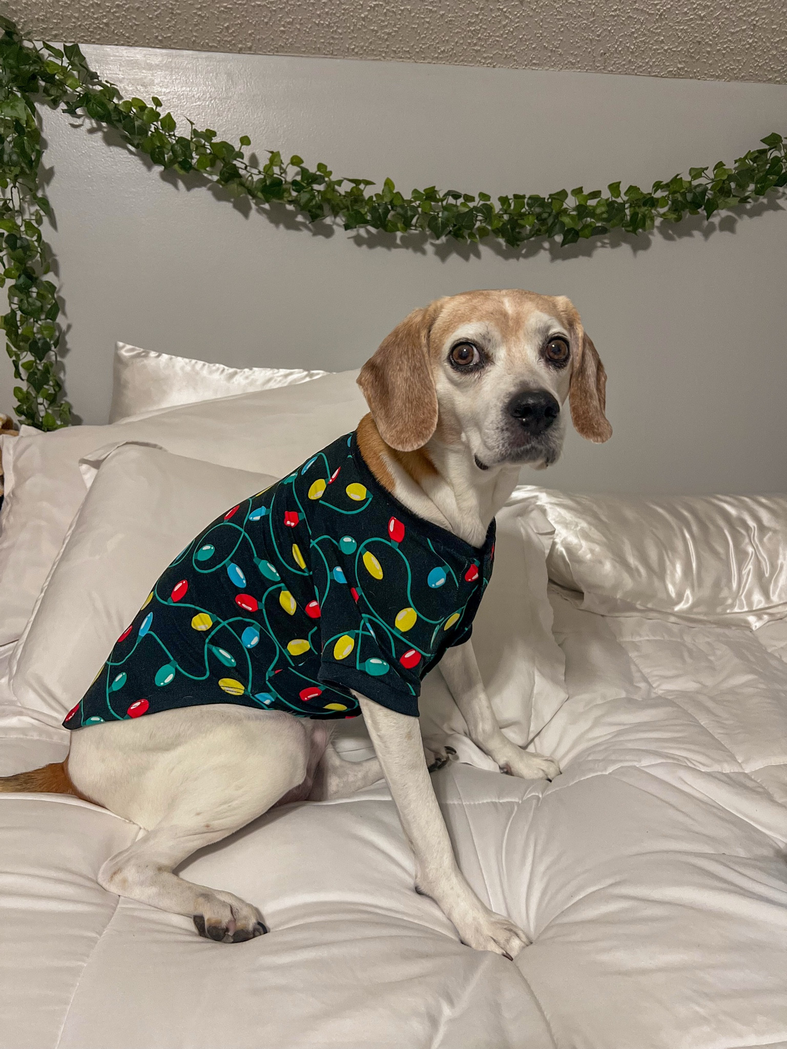 Christmas pet pajamas 

#LTKSeasonal #LTKHoliday #LTKHome