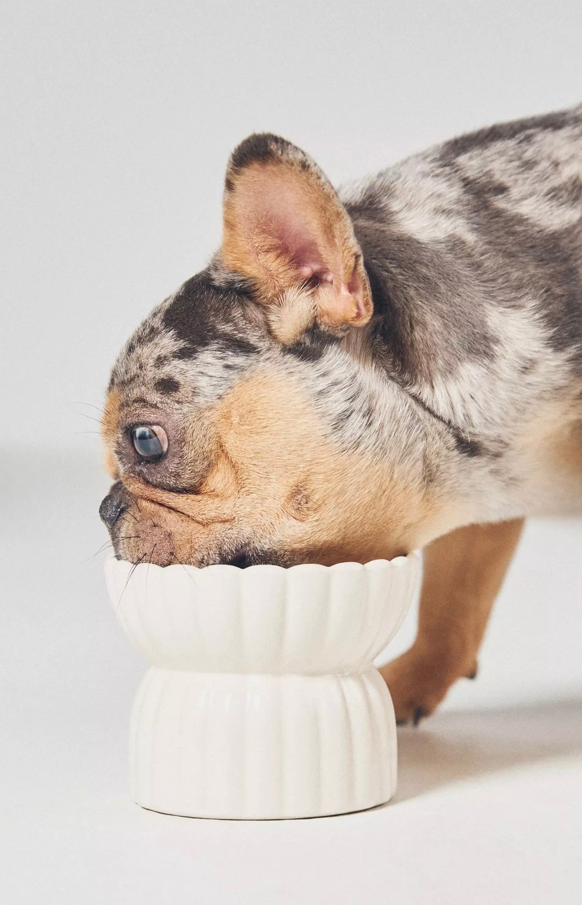 HAD to have these raised dog bowls! 😍 

#LTKHome #LTKPets #LTKFindsUnder50