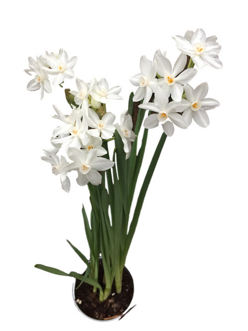 Daylily Nursery Paperwhite Bulbs 14-16+ 50 Bulbs at Nordstrom | Nordstrom