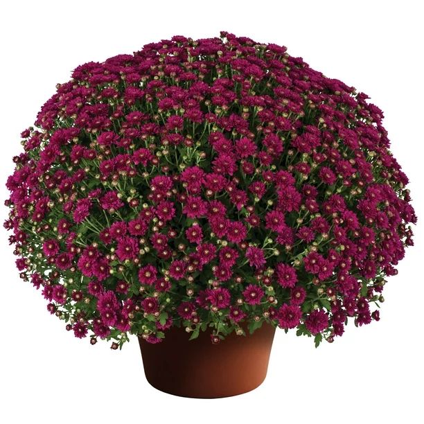 Expert Gardener Purple 3qt Mum Live Plant Full Sun - Walmart.com | Walmart (US)