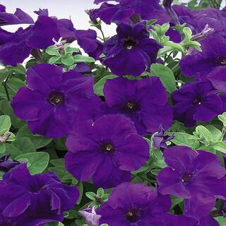 1.65-Pint Blue and Purple Petunia Plant (6-Pack) | The Home Depot