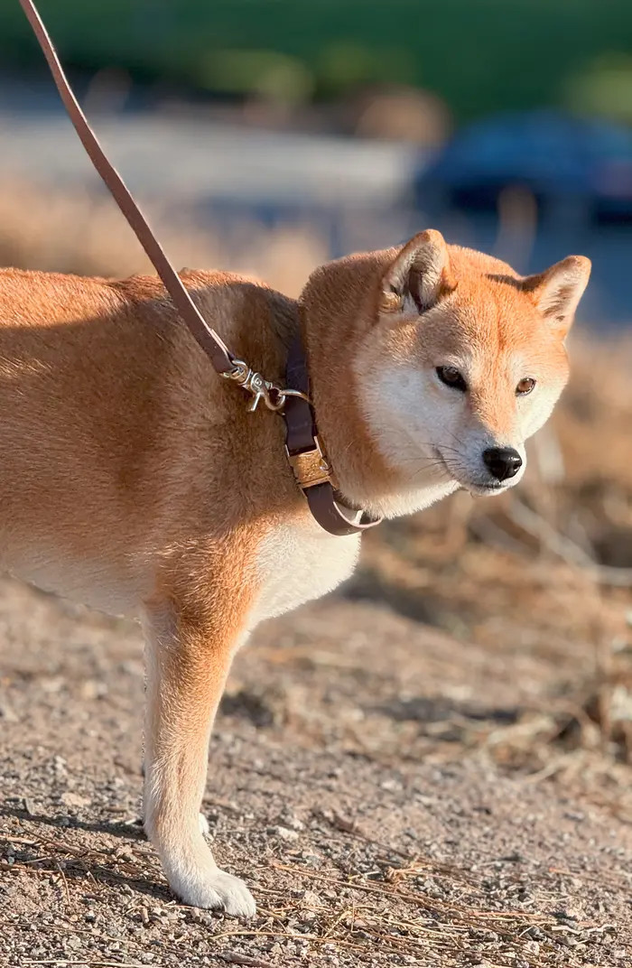 Cloud Waterproof Dog Collar | Nordstrom