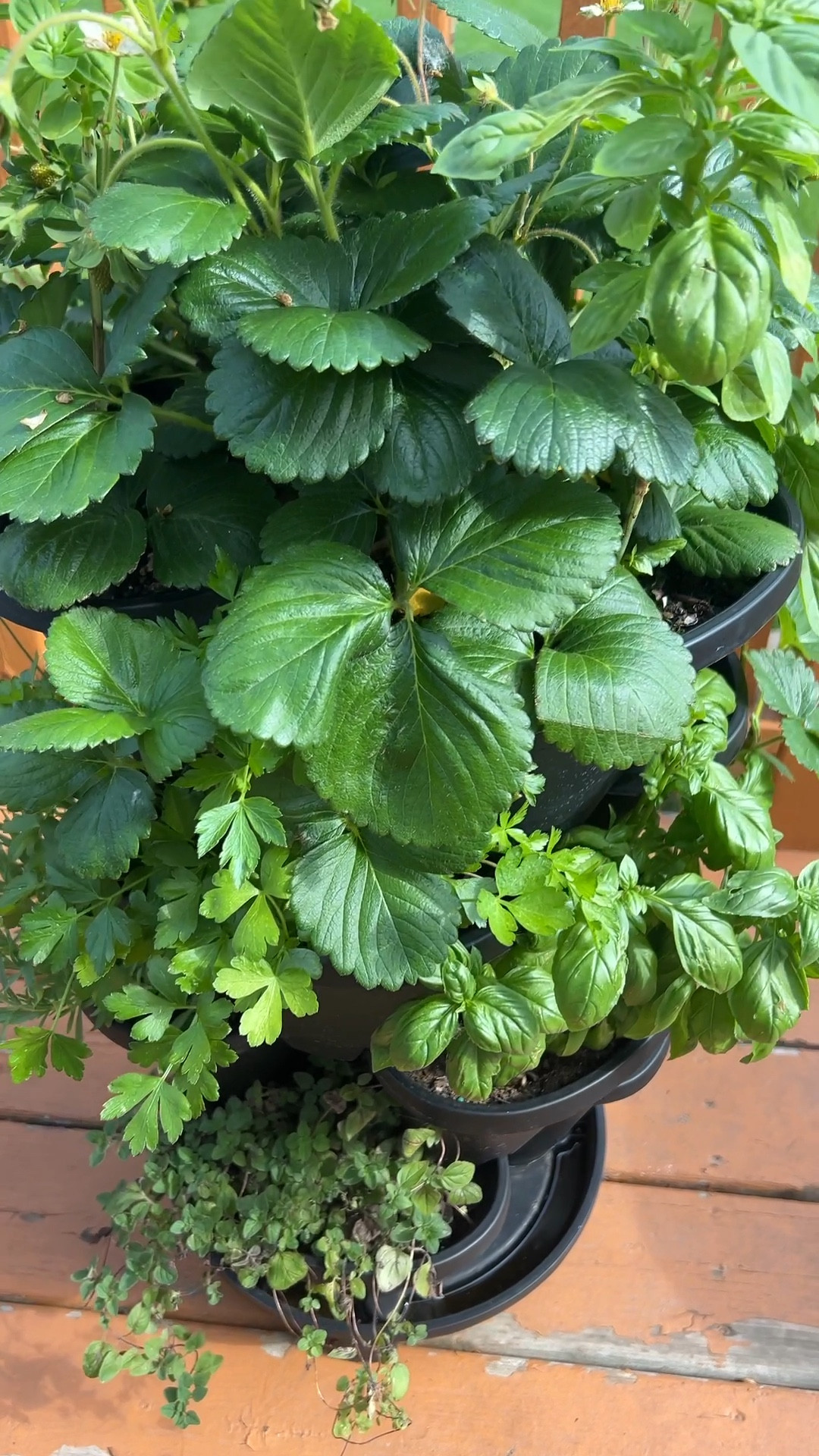 Our herb garden tower! It is so happy and I love the size of it. You can pack in a lot, and it’s on wheels! Easily move it around the deck for more shade or sun 🫶🤍✨🌱🪻

Garden | herbs | gardening | herb garden 

#LTKSeasonal #LTKFindsUnder50 #LTKHome