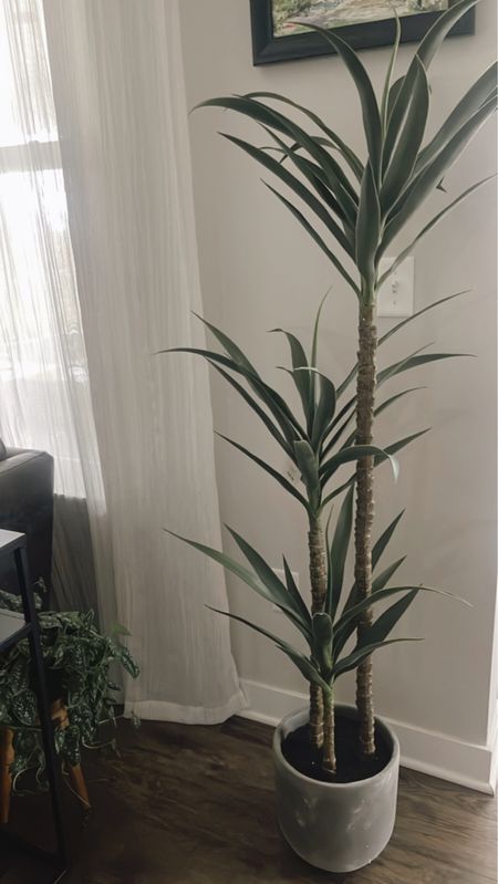 Faux dracaena plant - looks real! 🙌🏽

#LTKSeasonal #LTKSale #LTKhome