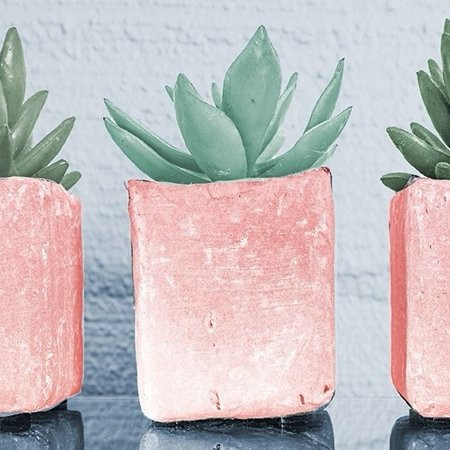 Pink Potted Succulents by Bill Carson Photography - Item # VARPDX14706DB | Walmart (US)