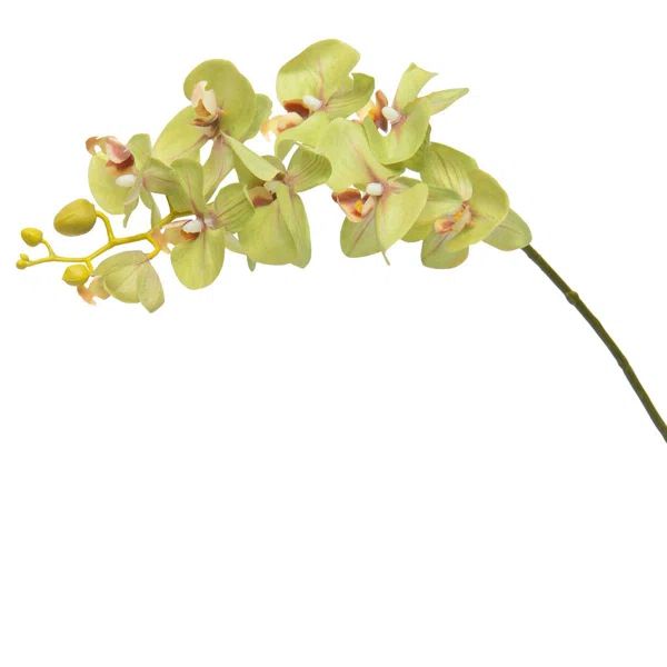 Phalaenopsis Orchids Stem | Wayfair North America