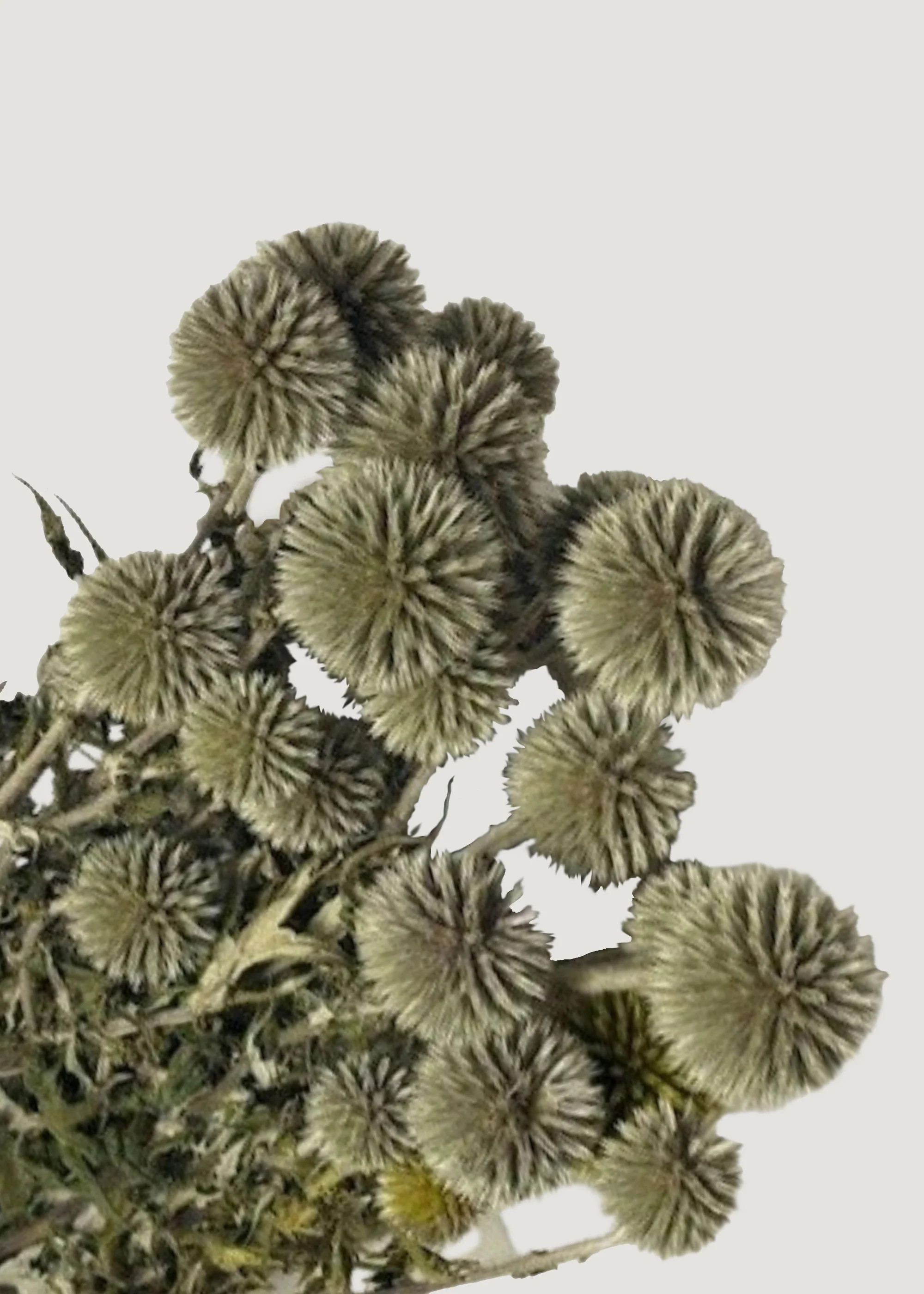 Green Preserved Echinops Globe Thistles - 4 oz Bunch | Afloral