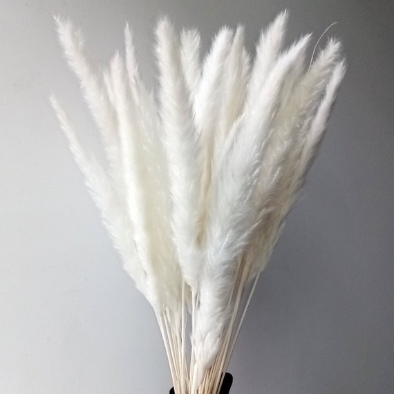 Natural Dried Pampas Grass, Phragmites Communis,Reed Plume,Wedding Flower Bunch, Home Decor | Etsy (US)
