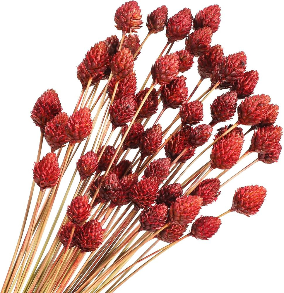 60 Pcs Red Dried Flowers for Vase Bouquet Bulk 16" Mini Billy Ball Flowers Natural Fall Dried Pin... | Amazon (US)