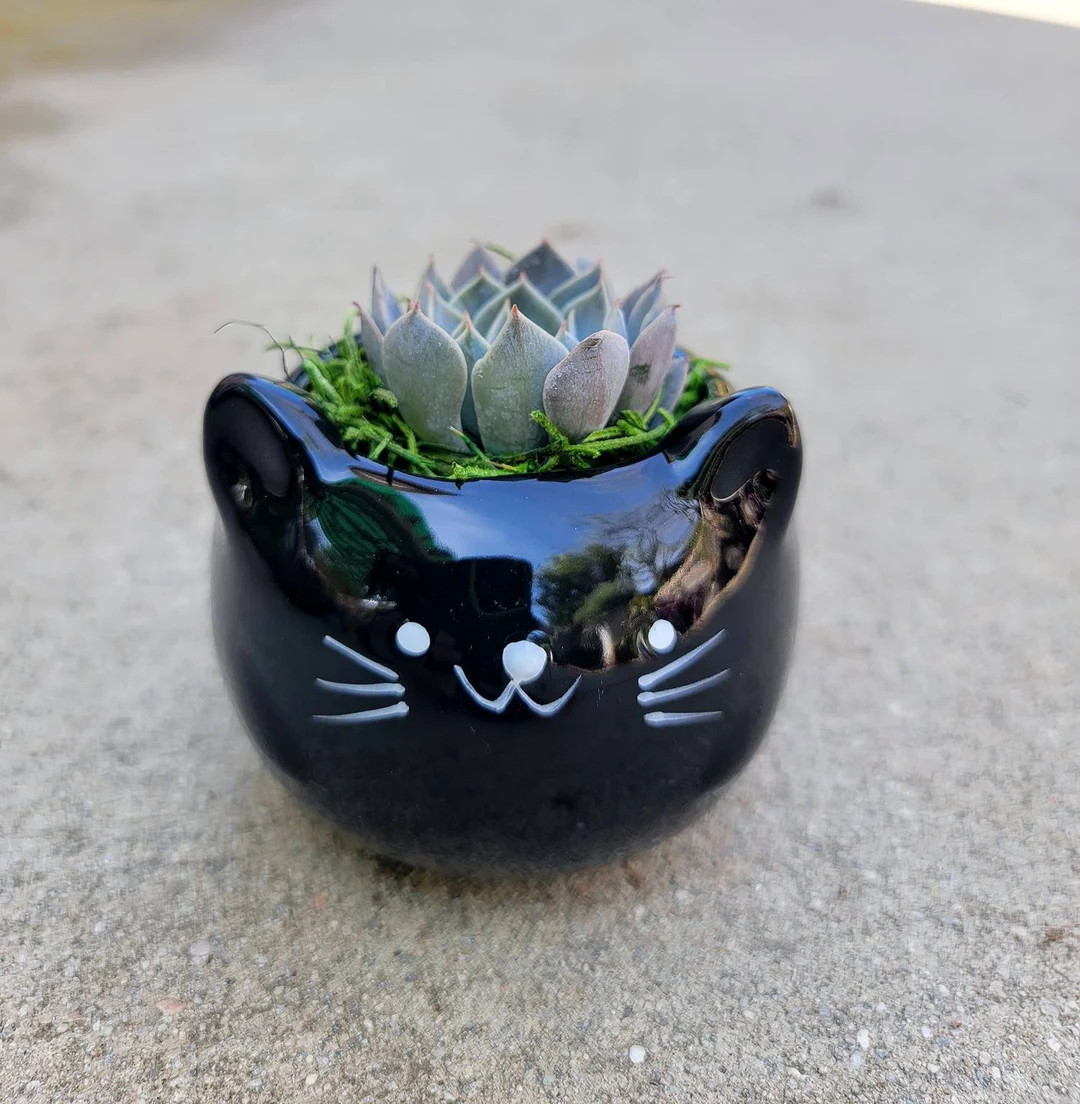 Kitten cat planter ceramic pot with living succulent included ( cat , kitten lover) | Etsy (US)