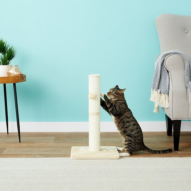 FRISCO 21-in Sisal Cat Scratching Post with Toy, Cream - Chewy.com | Chewy.com